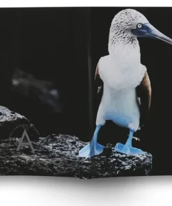 Anteckningsbok A6 linjerad mjuk pärm Mattias A. Klum fågel