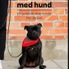 Att leva med hund : en guide till dina hundår