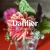 Dahlior : en odlingsguide för blomälskande nybörjare