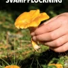 Enkel och säker svamplockning