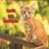 Förstå katten : språk och beteende