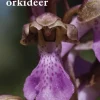Gotlands orkidéer