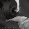 Hästen och den mänskliga hälsan