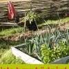 Inte bara trädgård: 55 krönikor om hortikultur
