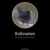 Koltrasten : Sveriges Nationalfågel