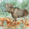 Kort Älg