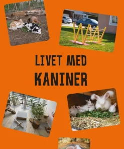 Livet med kaniner