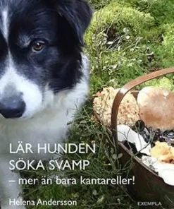 Lär hunden söka svamp - mer än bara kantareller!