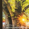 Möten med jättar : de stora träden berättar