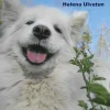 Nycklar i hundträningen