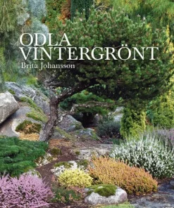 Odla vintergrönt
