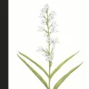 Orchids of Öland