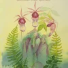 Orkidéer - bortom rimligheten