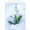 Snödroppar : en galantofil kärlekshistoria
