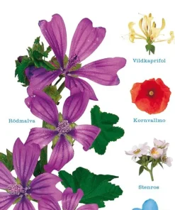 Vad är det för blomma?
