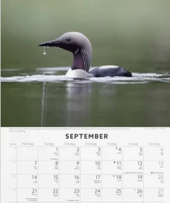 Väggkalender 2026 Fåglar