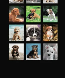 Väggkalender 2026 Liten Hundkalender