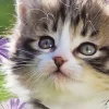 Väggkalender 2026 Liten Kattkalender