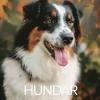 Väggkalender 2026 Stora Hundkalendern