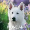 Väggkalender 2025 Stora Hundkalendern