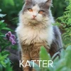 Väggkalender 2026 Stora Kattkalendern