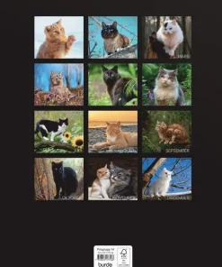 Väggkalender 2026 Stora Kattkalendern